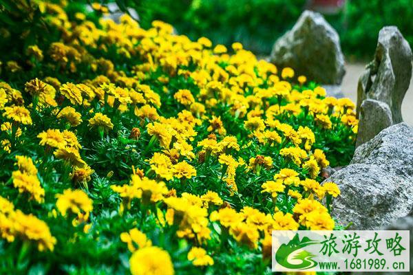 2021无锡惠山菊花展在哪里-游玩攻略