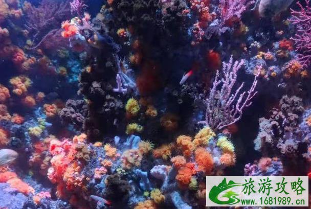 2021重阳节南宁海底世界优惠活动
