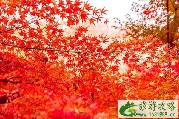 2021南京栖霞山枫叶时间-南京秋栖霞红枫艺术节