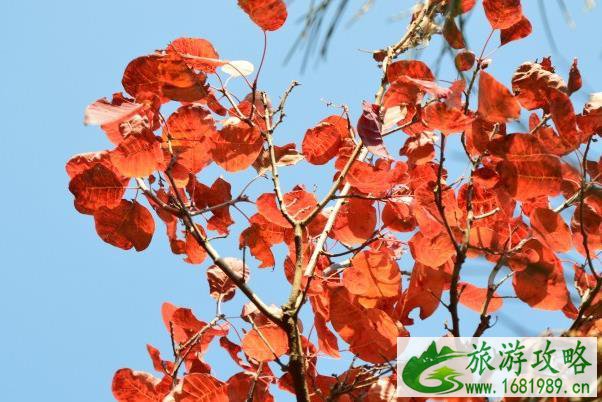 2021北京重阳节适合老人去的地方 2021北京重阳节适合老人去的地方