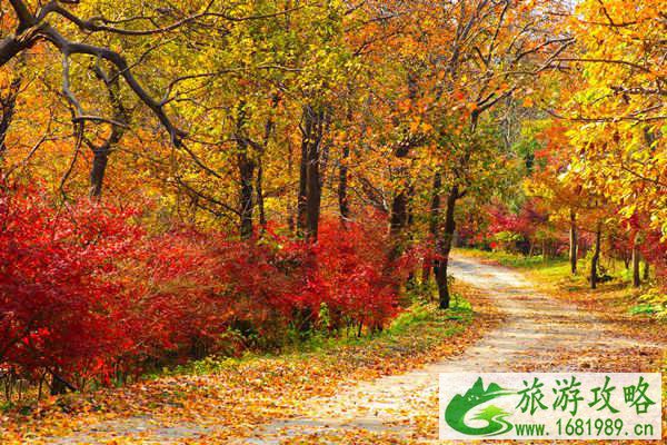赏南京栖霞山枫叶最佳时间