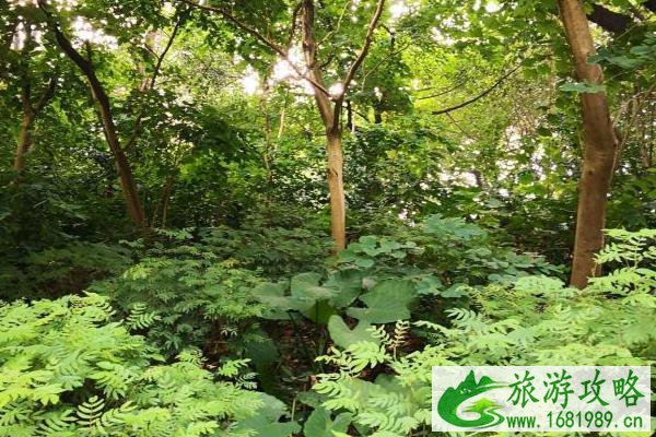 2021连云港潮河湾景区重阳节有哪些活动