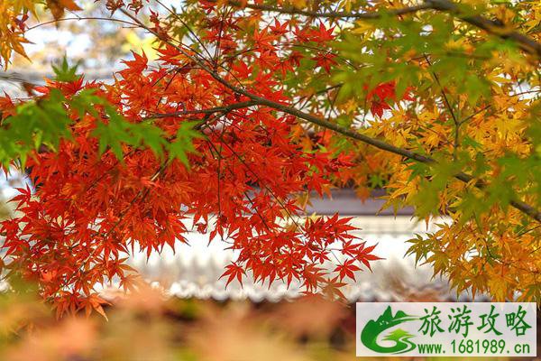 2021南京栖霞山枫叶什么时候红 南京栖霞山枫叶最佳观赏时间及地点