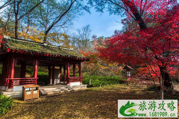 2021南京栖霞山枫叶什么时候红 南京栖霞山枫叶最佳观赏时间及地点