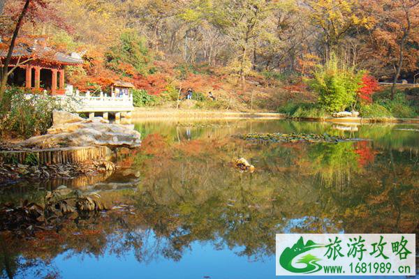 2021南京栖霞山枫叶什么时候红 南京栖霞山枫叶最佳观赏时间及地点