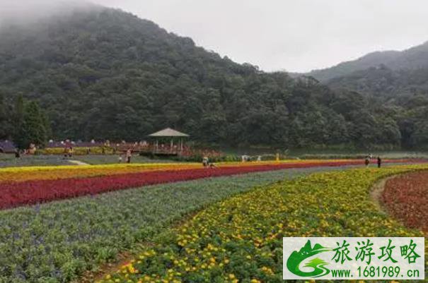 2021广州国庆节有哪些地方可以赏花 2021广州国庆节有哪些地方可以赏花