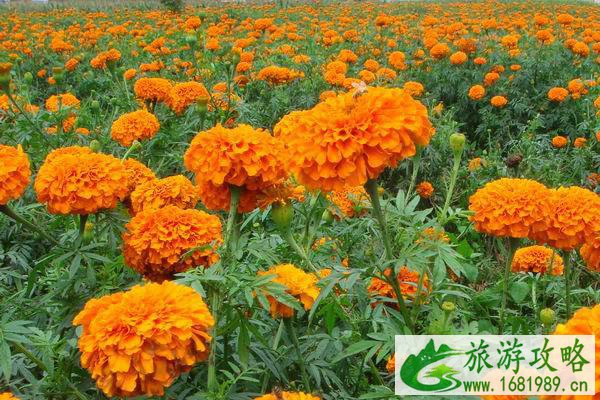 固原赏花最佳地点—花期