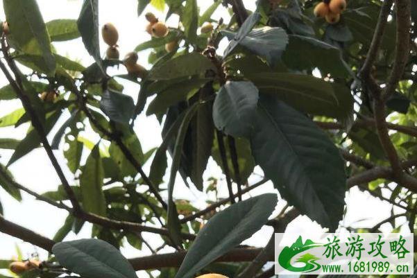 2021教师节广州香蜜山果庄活动 2021教师节广州香蜜山果庄活动