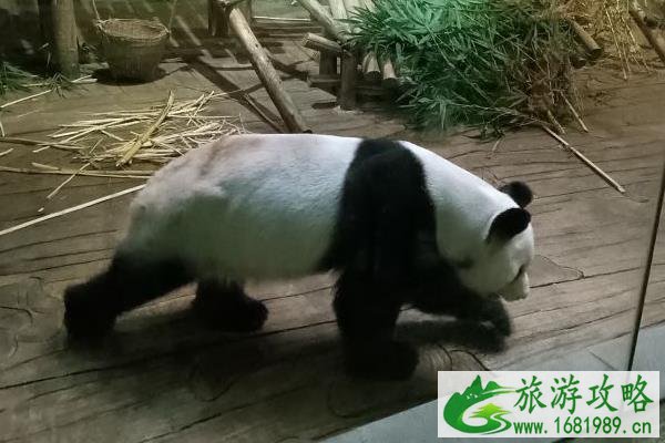 2021教师节深圳野生动物园活动 2021教师节深圳野生动物园活动