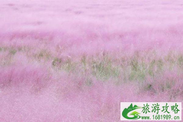 南京粉黛乱子草最佳观赏景区推荐-地址-交通