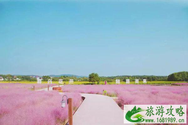 南京粉黛乱子草最佳观赏景区推荐-地址-交通