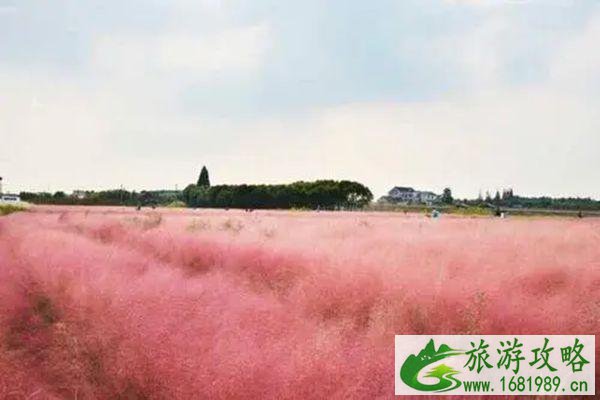 南京粉黛乱子草最佳观赏景区推荐-地址-交通
