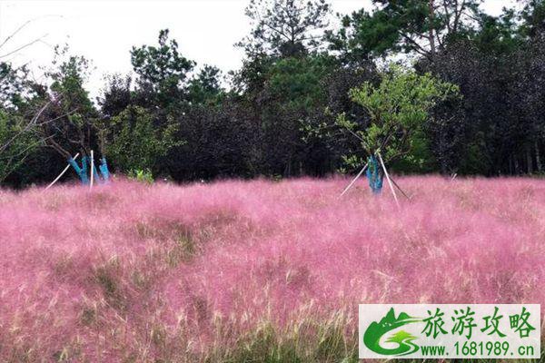 南京粉黛乱子草最佳观赏景区推荐-地址-交通
