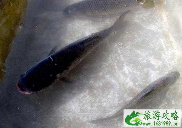 丰满水库可以钓鱼吗 丰满水库好玩吗 丰满水库可以钓鱼吗 丰满水库好玩吗