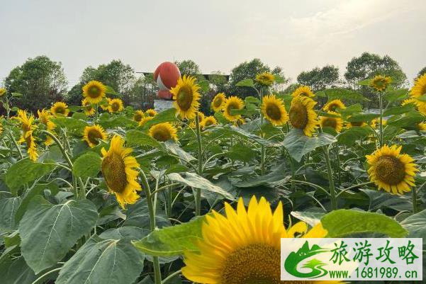 2021广州百万葵园维护完成恢复开放