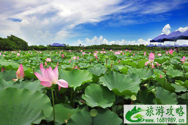南沙湿地公园门票多少钱-开放时间-景点介绍 南沙湿地公园门票多少钱-开放时间-景点介绍