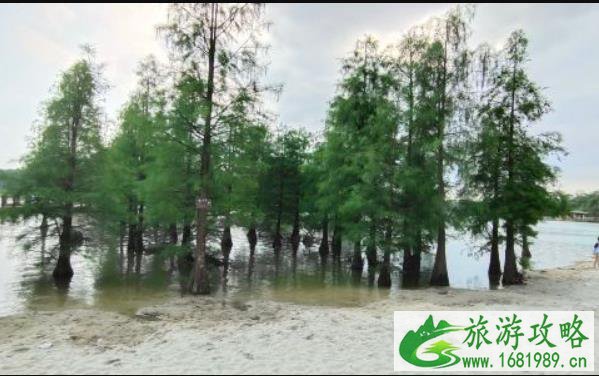 2021南宁花花大世界景区七夕活动 2021南宁花花大世界景区七夕活动