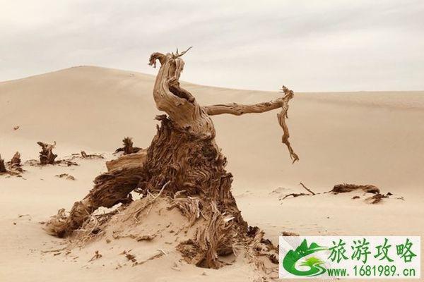 塔克拉玛干沙漠遭遇洪水 塔克拉玛干沙漠在哪 塔克拉玛干沙漠遭遇洪水 塔克拉玛干沙漠在哪