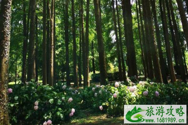 2021年南京疫情期间暂停关闭的景点汇总 2021年南京疫情期间暂停关闭的景点汇总