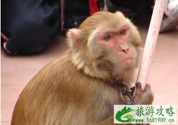 2021徐州马陵山水雾节活动 2021徐州马陵山水雾节活动