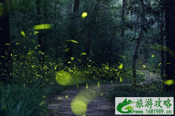 南京看萤火虫的地方-时间及观赏指南 南京看萤火虫的地方-时间及观赏指南