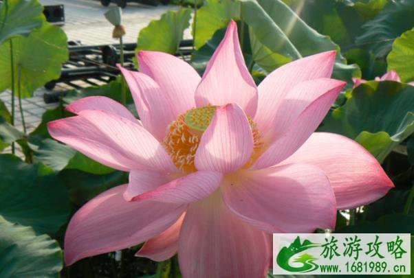 2021年南宁青秀山暑假活动