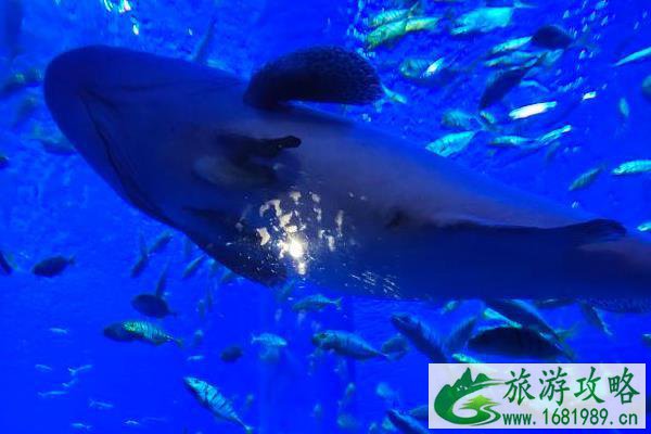 2021年暑假南宁极地海洋世界活动内容