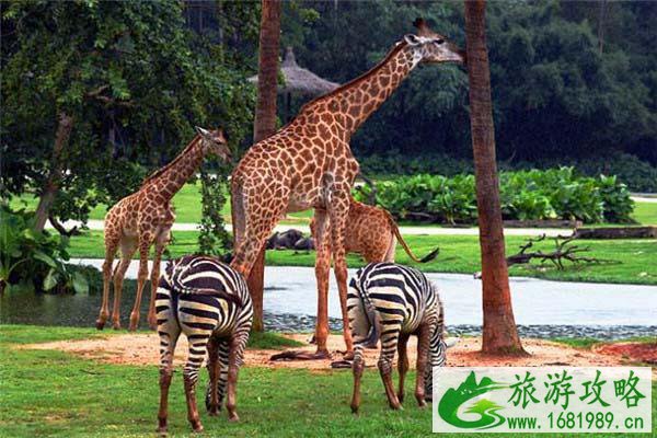 2021广州长隆水上乐园及动物世界营业时间 2021广州长隆水上乐园及动物世界营业时间