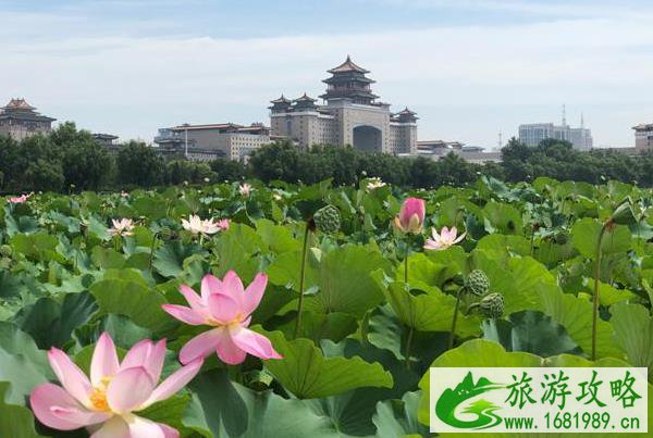2021北京莲花池公园荷花节