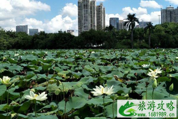 2021深圳罗湖水贝街区荷花景观时间-地址