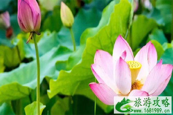 2021北京圆明园荷花最佳观赏期 2021北京圆明园荷花最佳观赏期