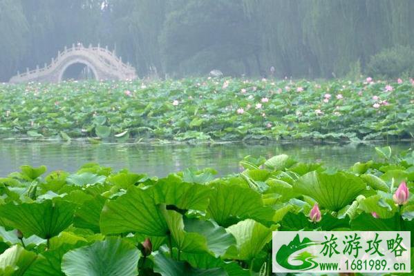 2021北京圆明园荷花最佳观赏期 2021北京圆明园荷花最佳观赏期