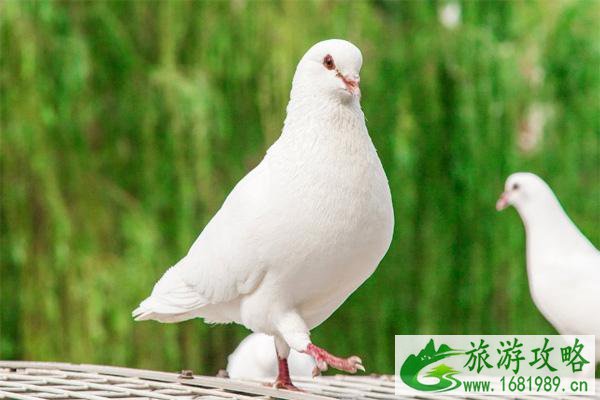 天津曙光水镇有什么动物可以观赏 天津曙光水镇有什么动物可以观赏