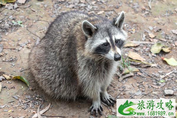 天津曙光水镇有什么动物可以观赏 天津曙光水镇有什么动物可以观赏