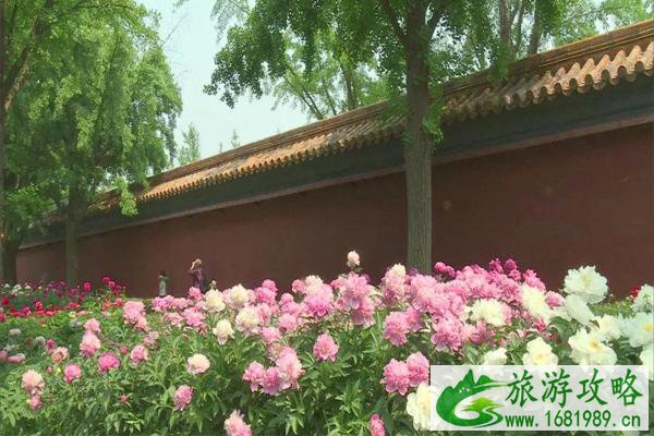 2021端午节北京赏花推荐 2021端午节北京赏花推荐