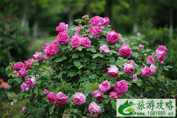 2021端午节北京赏花推荐 2021端午节北京赏花推荐