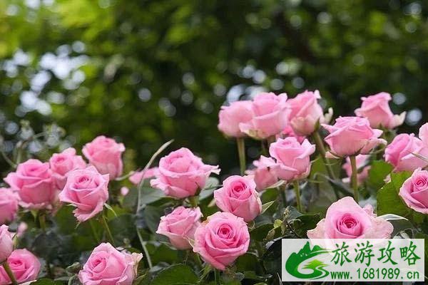 2021北京密云玫瑰情园好玩吗-门票多少钱-游玩攻略 2021北京密云玫瑰情园好玩吗-门票多少钱-游玩攻略