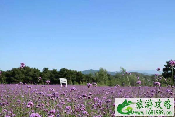 2021北京密云玫瑰情园好玩吗-门票多少钱-游玩攻略 2021北京密云玫瑰情园好玩吗-门票多少钱-游玩攻略