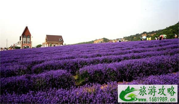 普罗旺斯薰衣草攻略 普罗旺斯薰衣草攻略