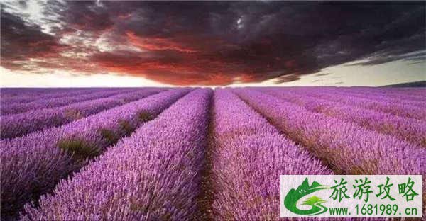 普罗旺斯薰衣草攻略 普罗旺斯薰衣草攻略