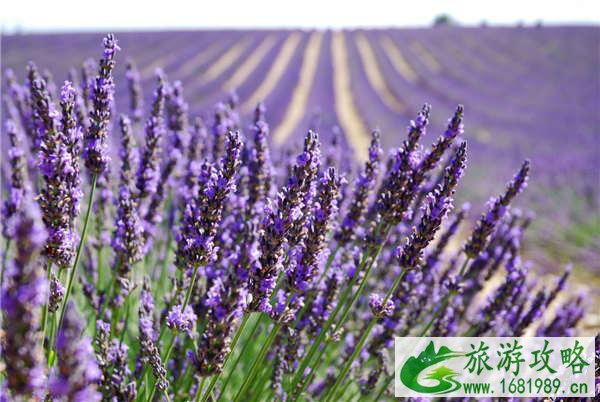 普罗旺斯薰衣草攻略 普罗旺斯薰衣草攻略