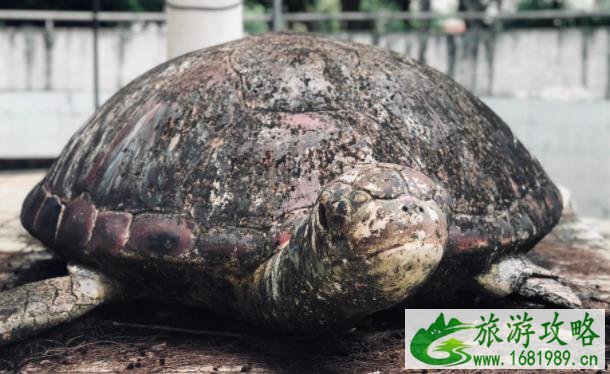 金牛岭动物园那去哪了 金牛岭动物园现状 金牛岭动物园那去哪了 金牛岭动物园现状