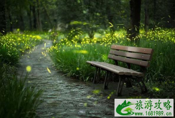 南京灵谷寺萤火虫最佳观赏时间