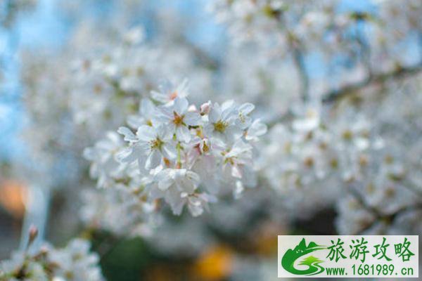 南京春天旅游攻略 春季南京旅游推荐地 南京春天旅游攻略 春季南京旅游推荐地