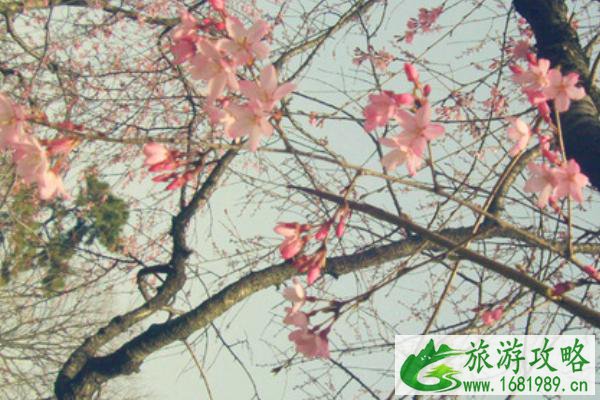 南京春天旅游攻略 春季南京旅游推荐地 南京春天旅游攻略 春季南京旅游推荐地