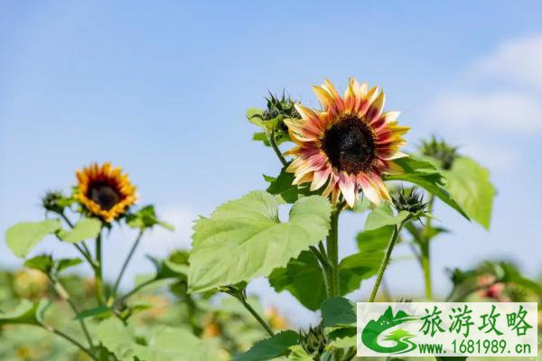 2021深圳光明农场向日葵什么时候开放-景区门票及游玩攻略 2021深圳光明农场向日葵什么时候开放-景区门票及游玩攻略