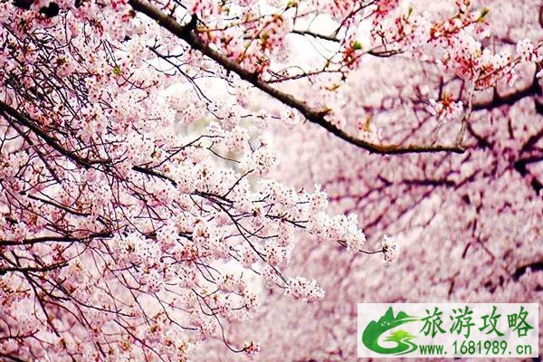 2021第三届中国国际山樱花节时间地点及路线