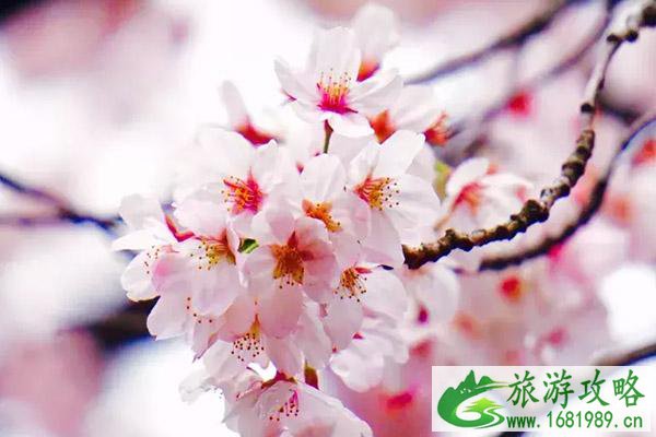 2021第三届中国国际山樱花节时间地点及路线