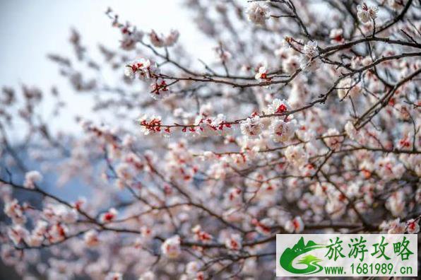 2021云台山景区优惠免费门票活动 2021云台山景区优惠免费门票活动