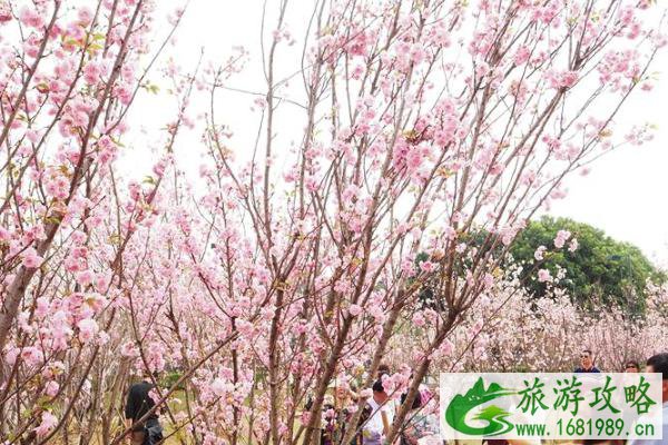 2021深圳观澜湖大地生态艺术园三八节活动盘点 2021深圳观澜湖大地生态艺术园三八节活动盘点